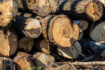 Gefällte Baumstämme und Stammholz zur Verwertung