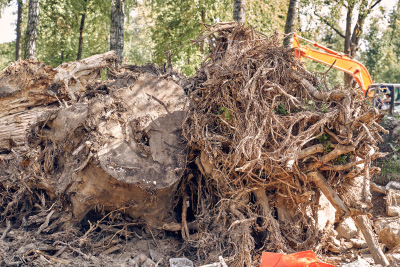 Verwurzelte Baumstümpfe und Wurzelwerk als Gartenabfall