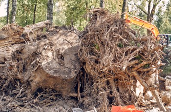 Verwurzelte Baumstümpfe und Wurzelwerk als Gartenabfall