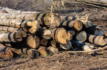 Gefällte Baumstämme und Stammholz zur Verwertung