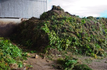 Gehäckselte Äste, Zweige und Gartenabfälle